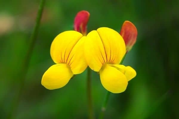 fenugreek flowers