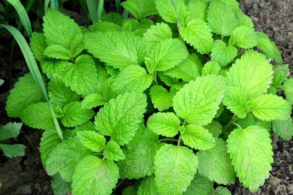 lemon balm in garden