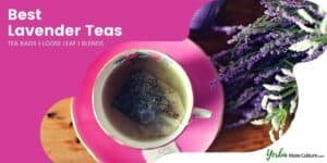 Best Lavender Teas Reviewed - Tea Bags, Loose Leaf and Blends