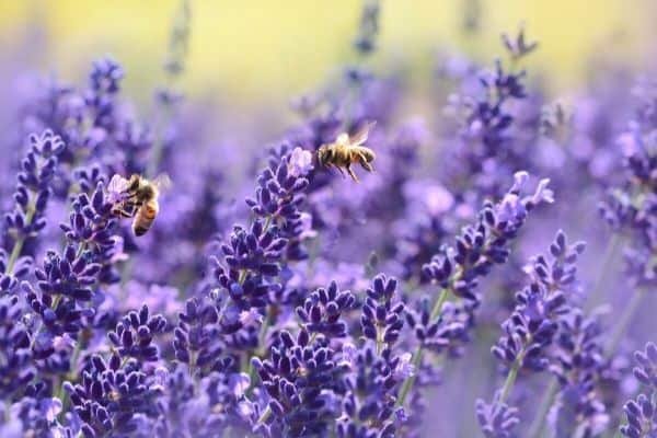 lavender flowers