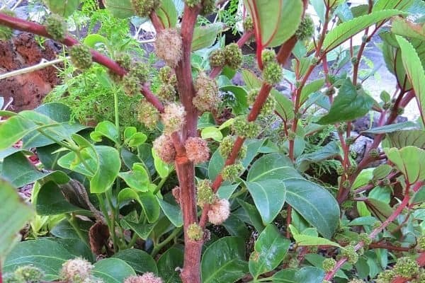 mamaki plant with fruits