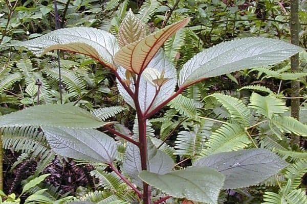 mamaki plant with green leaves and red veins