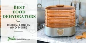 Best Dehydrators for Herbs in 2022 - Prepare Your Own Herbal Teas, Dried Fruits, and More!