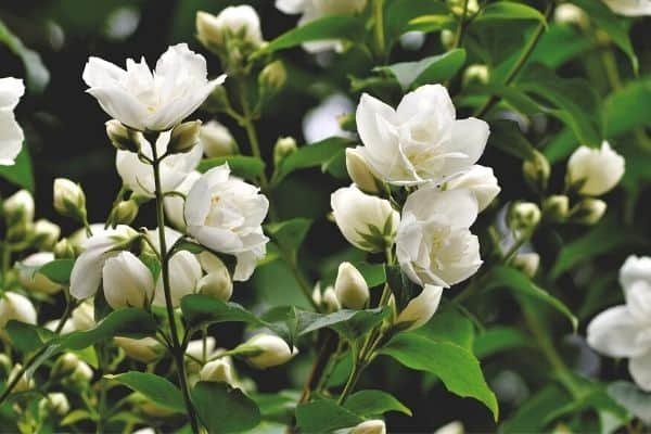 jasmine plant with white flowers