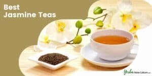 Best Jasmine Tea Brands - Green, White, and Pure Jasmine