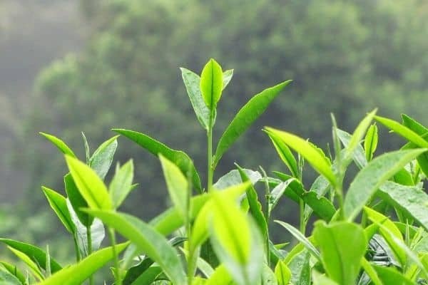 tea plant camellia sinensis