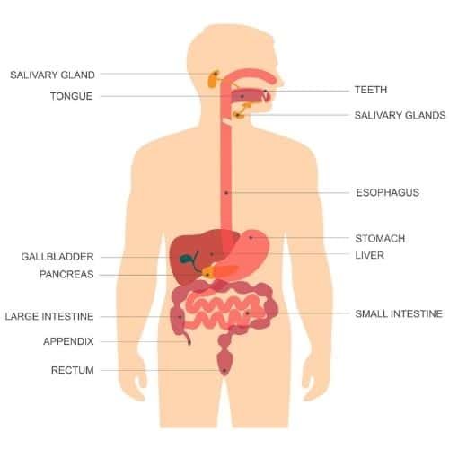 the digestive system