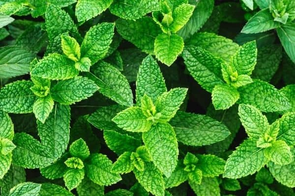 spearmint plant