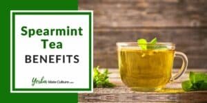 Spearmint Tea Benefits - Digestion, Acne, PCOS, and More