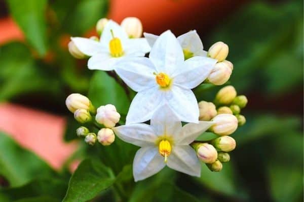 white jasmine flowers