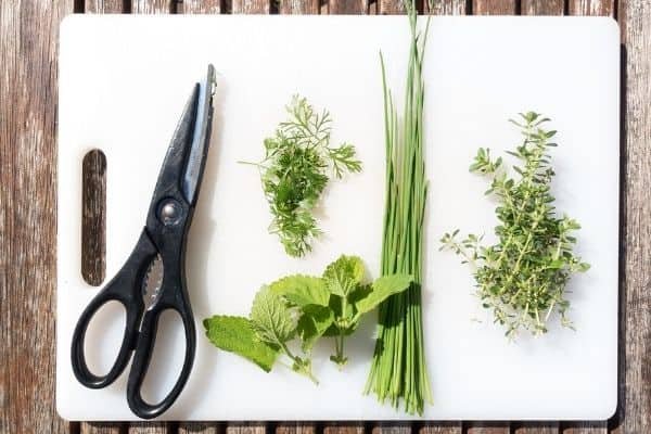 harvested herbs on a cutting board