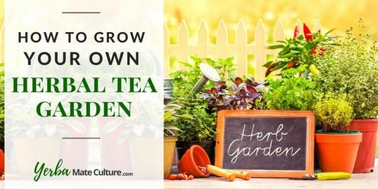 How To Grow Your Own Herbal Tea Garden