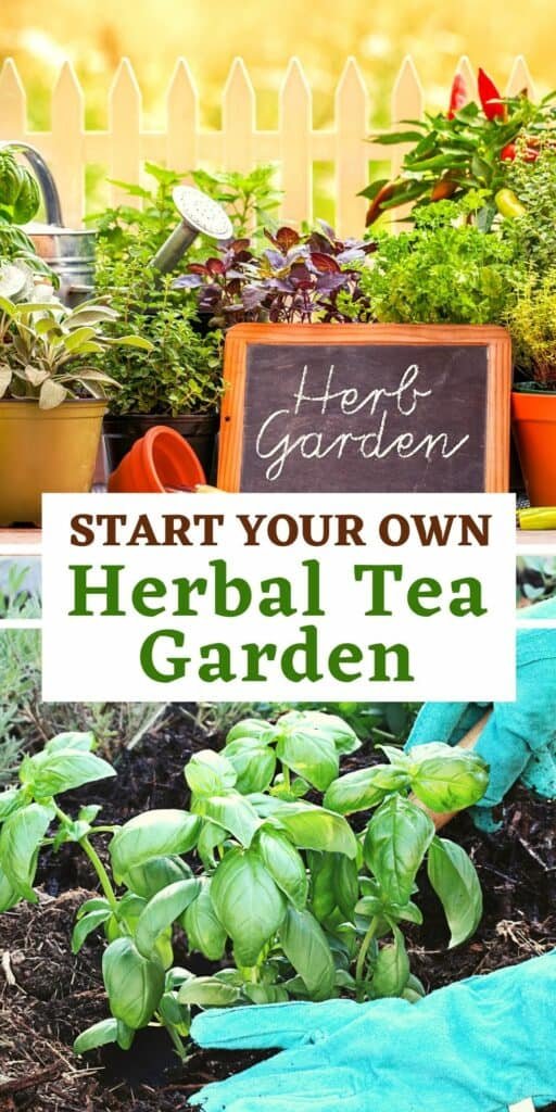 how to grow herbal tea garden