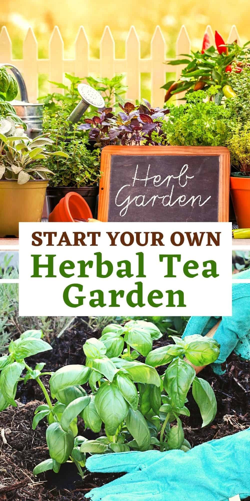 How To Grow Your Own Herbal Tea Garden