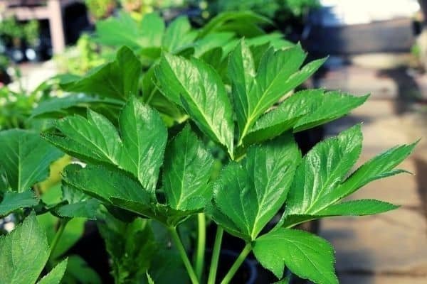 ashitaba leaves