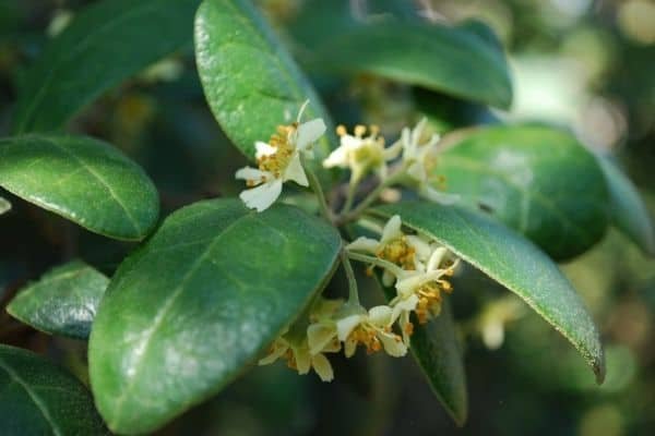 boldo leaves and flowers