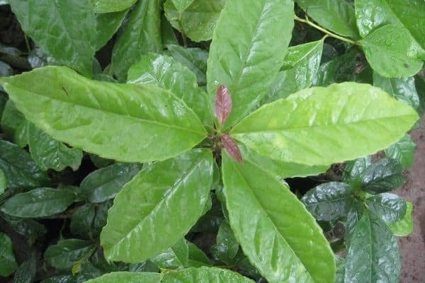 guayusa plant