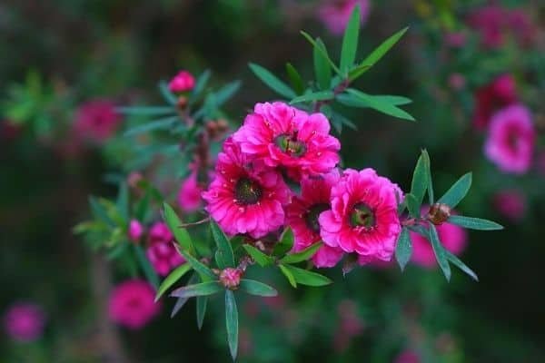 manuka flowers