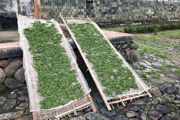 white tea drying