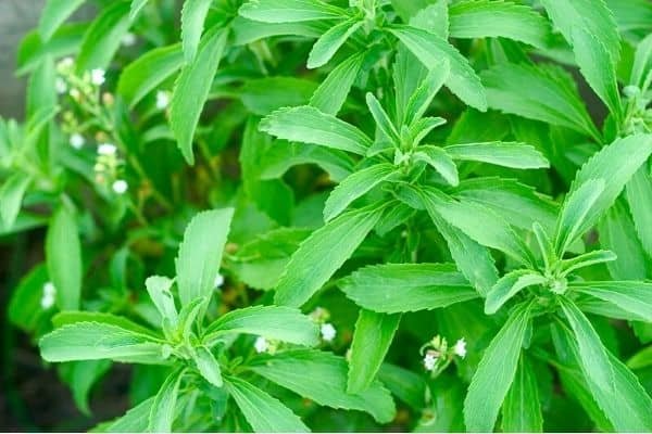 stevia plant