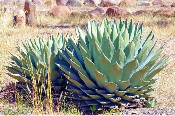 agave plants