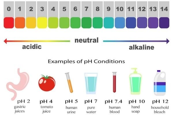 Is Tea Acidic or Alkaline - Here Are the Facts!