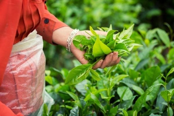 woman picking tea leaves