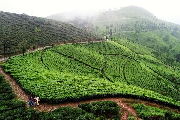 Darjeeling tea plantation