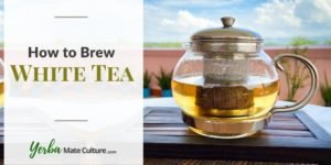 how to brew white tea