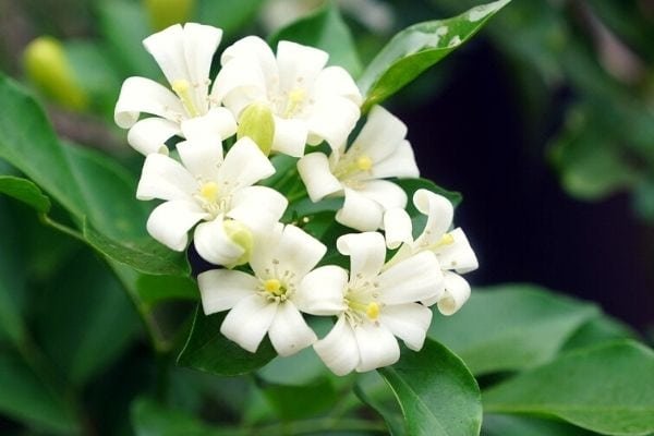 jasmine flowers