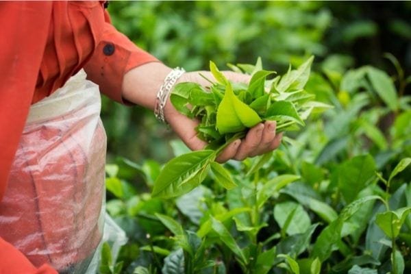 woman picking assam tea leaves