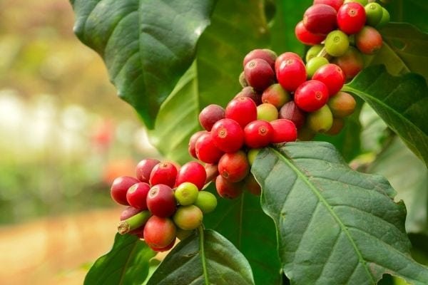 Arabica coffee plant with berries