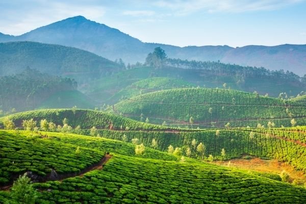 Tea plantation in India