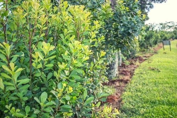 Yerba mate plantation in Brazil