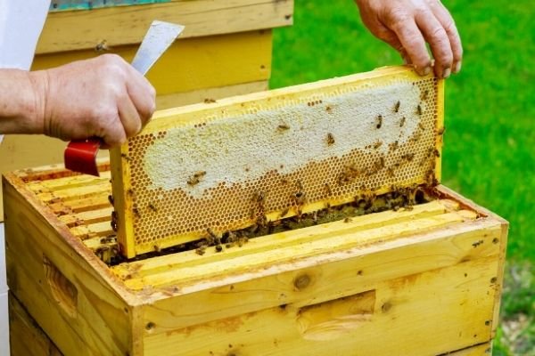 raw honey collected by beekeeper