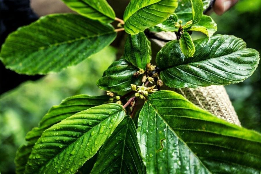 Cascara Sagrada