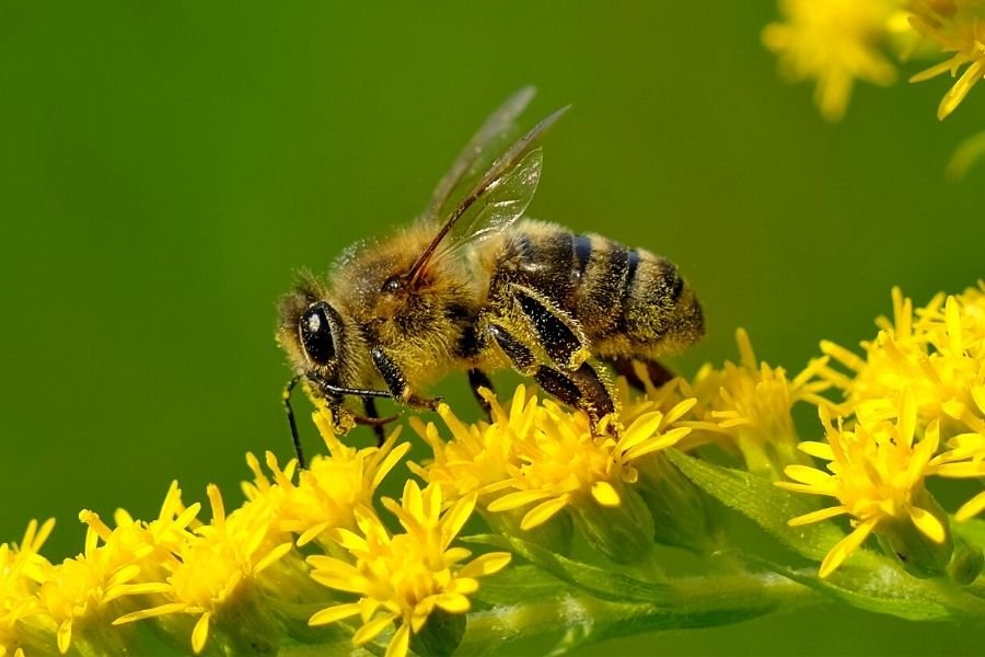 bee wildflower