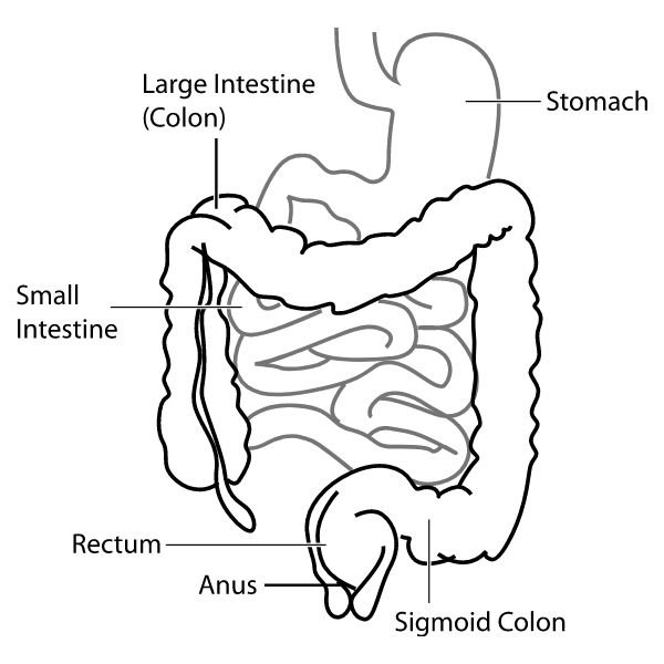 digestive system