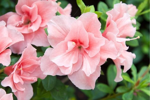 pink azalea flowers