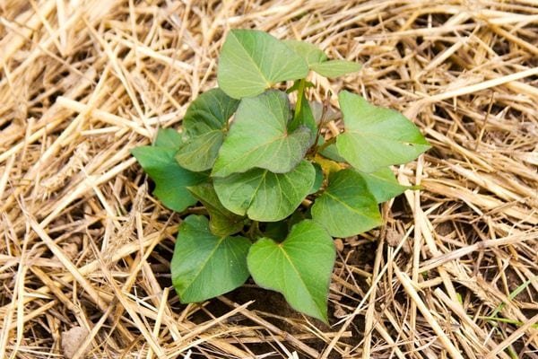 straw mulch