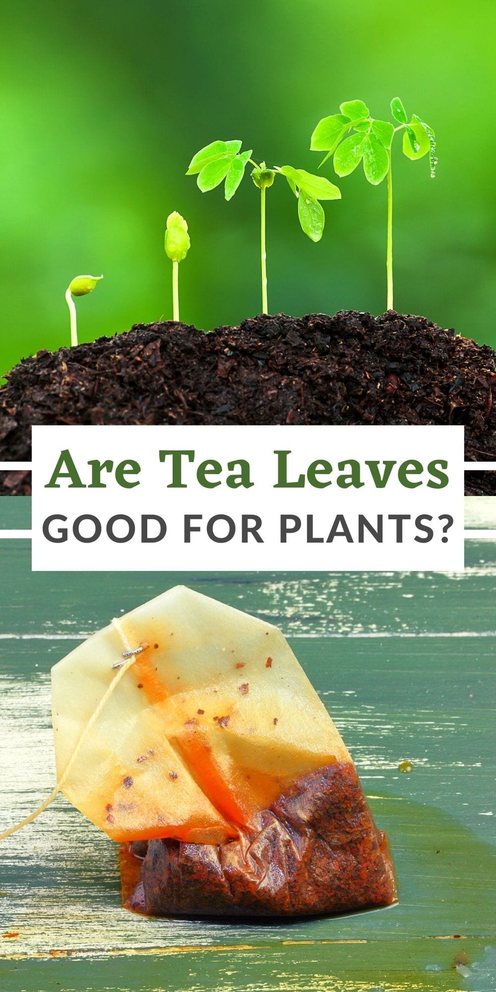 tea leaves for plants