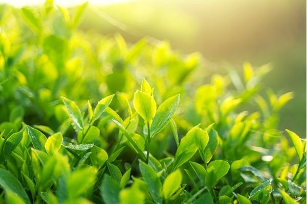 green tea leaves