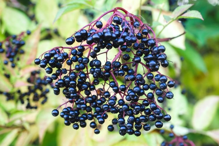 elder berries