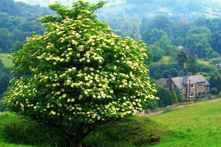 elder tree