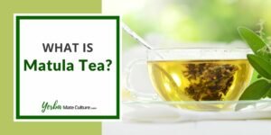What is Matula Tea and How to Use It for H Pylori?