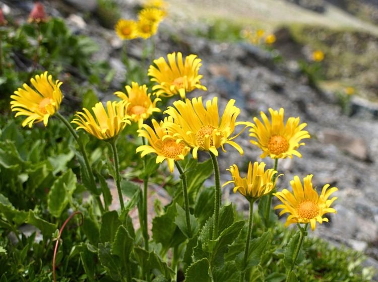 Arnica montana