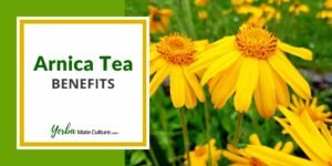 Arnica Tea: Benefits, Uses, and Side Effects