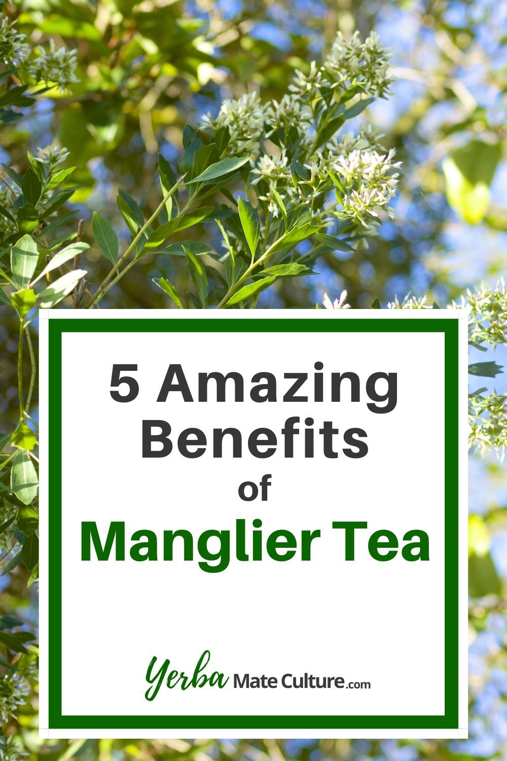 manglier tea benefits