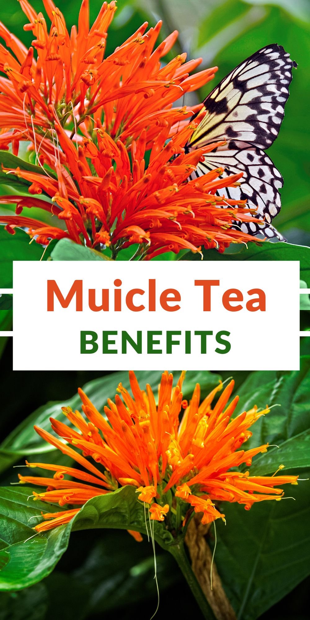 muicle tea benefits