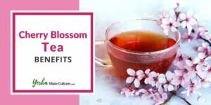 7 Amazing Benefits of Cherry Blossom Tea (aka Sakura Tea)